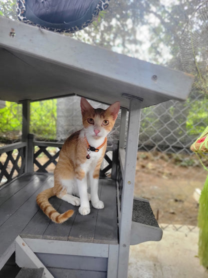 ✨ Virtuele Adoptie – Help een Katje op Afstand 🐾