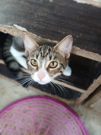 ✨ Virtuele Adoptie – Help een Katje op Afstand 🐾