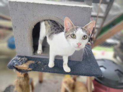 ✨ Virtuele Adoptie – Help een Katje op Afstand 🐾