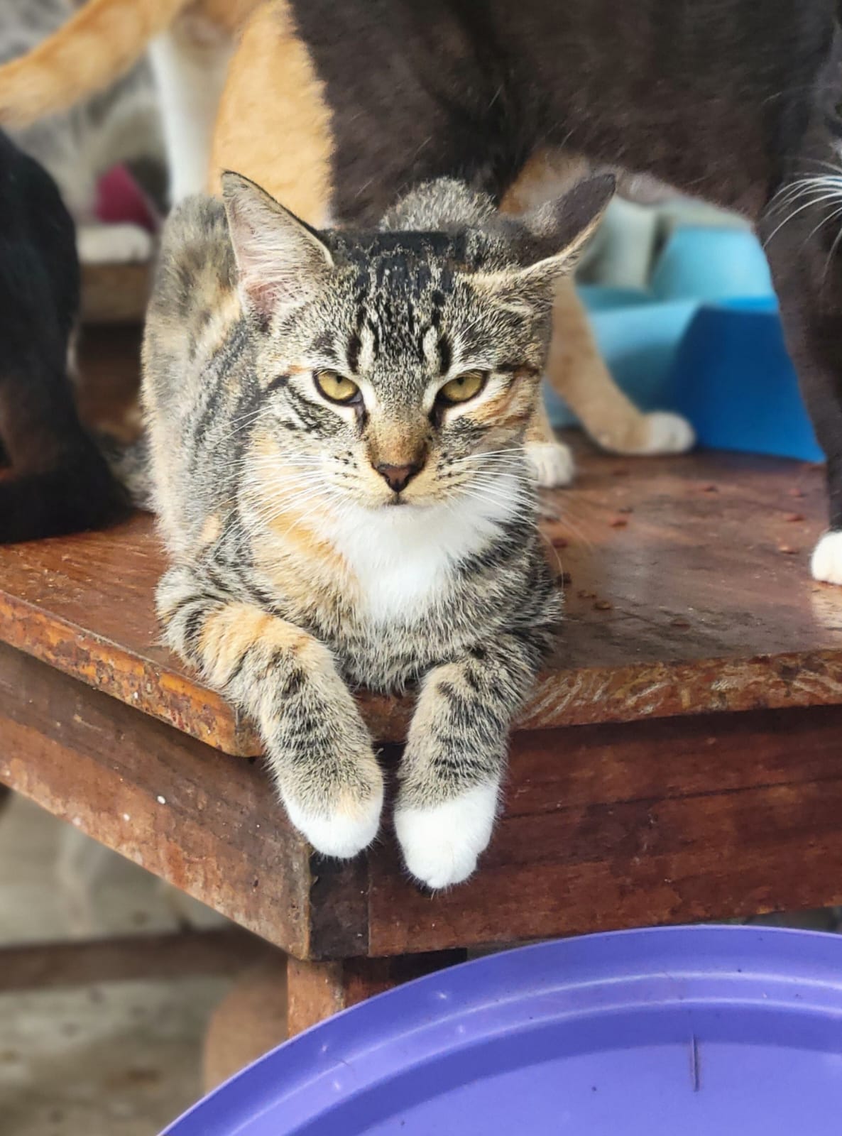 ✨ Virtuele Adoptie – Help een Katje op Afstand 🐾