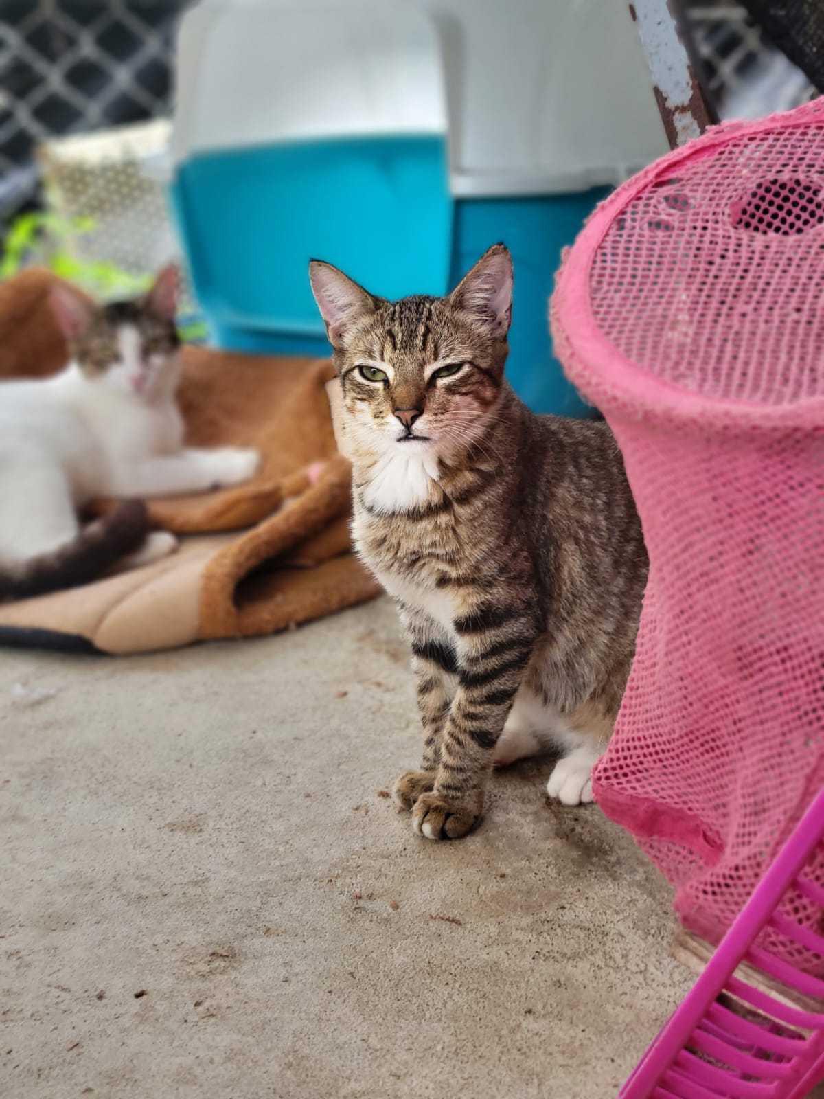 ✨ Virtuele Adoptie – Help een Katje op Afstand 🐾