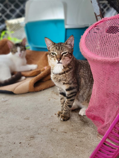 ✨ Virtuele Adoptie – Help een Katje op Afstand 🐾