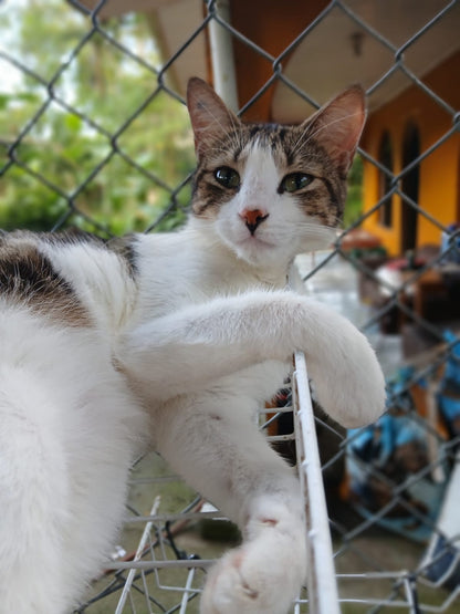 ✨ Virtuele Adoptie – Help een Katje op Afstand 🐾