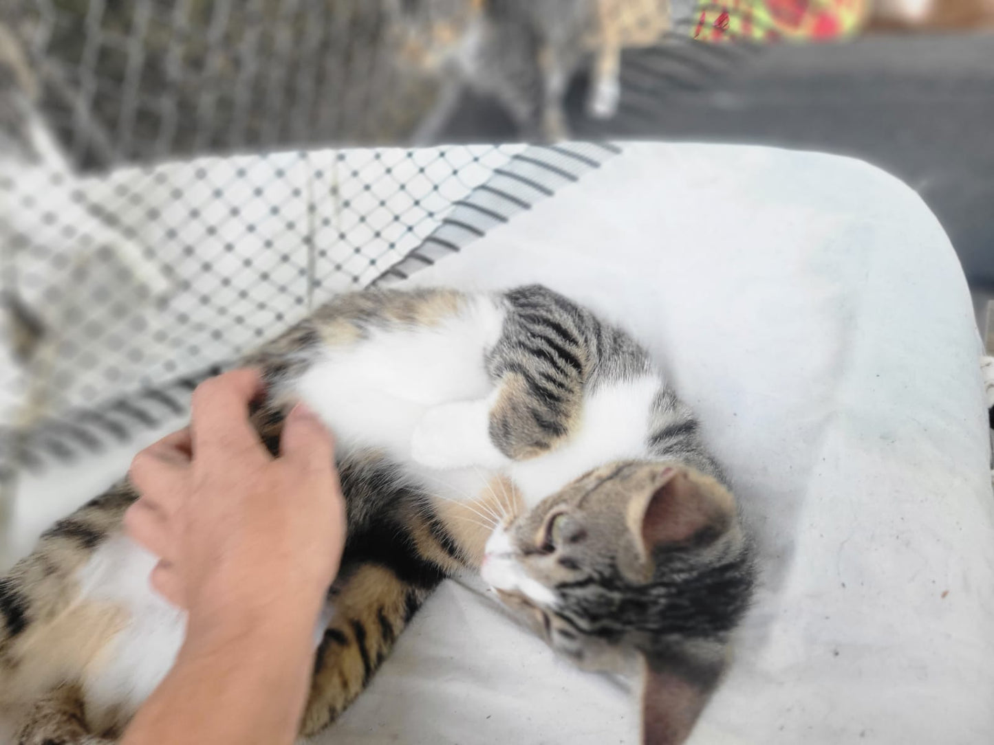 ✨ Virtuele Adoptie – Help een Katje op Afstand 🐾