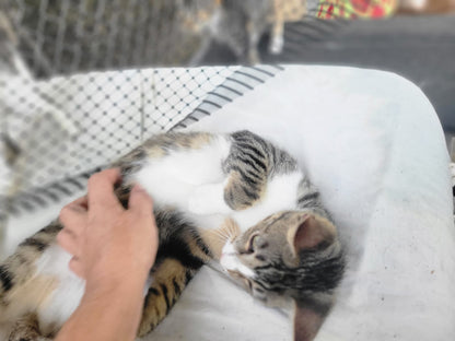 ✨ Virtuele Adoptie – Help een Katje op Afstand 🐾