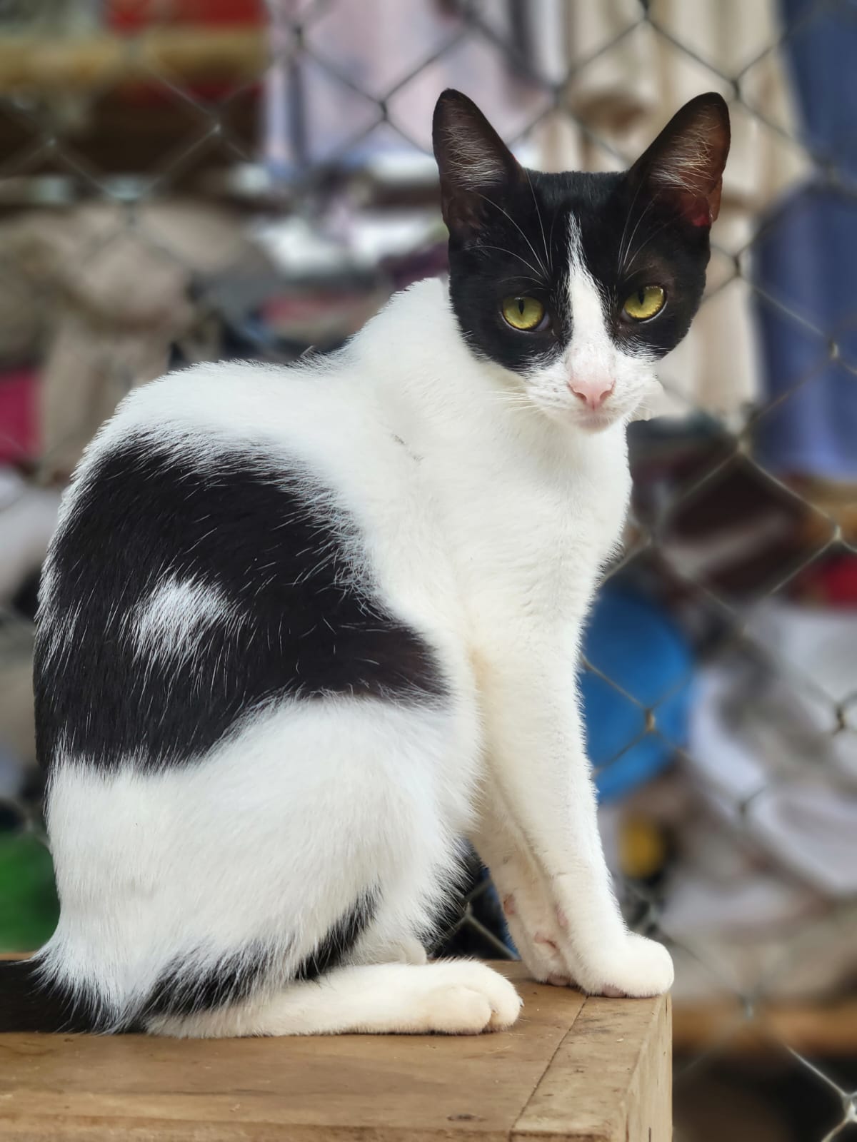 ✨ Virtuele Adoptie – Help een Katje op Afstand 🐾