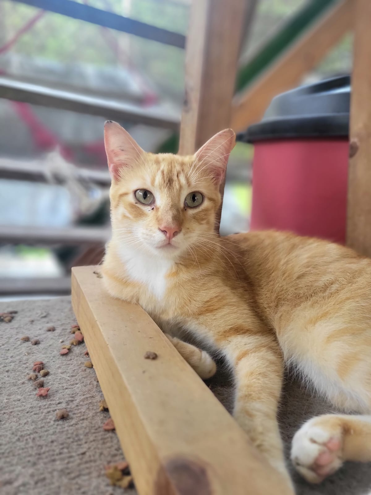 ✨ Virtuele Adoptie – Help een Katje op Afstand 🐾