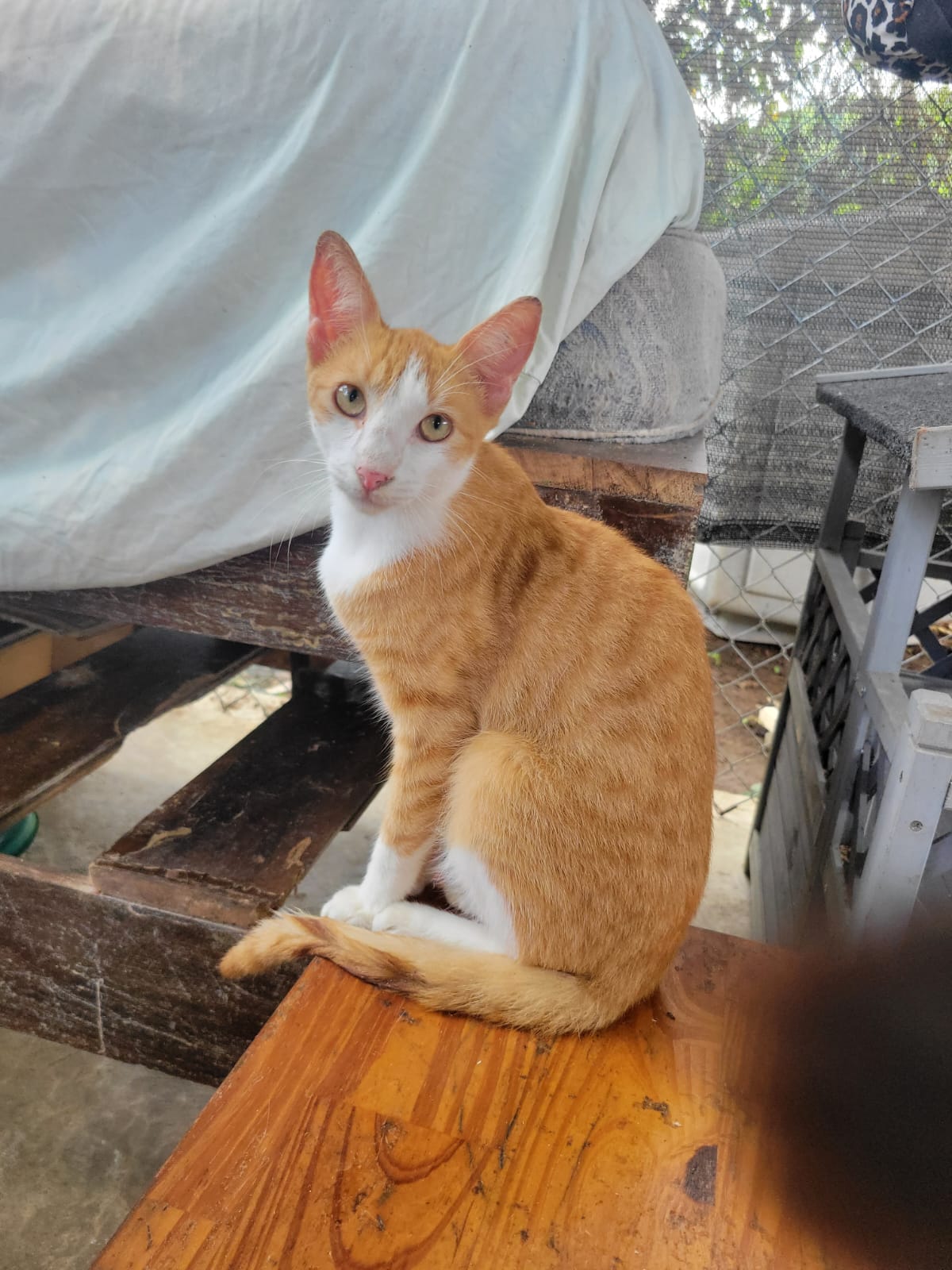 ✨ Virtuele Adoptie – Help een Katje op Afstand 🐾