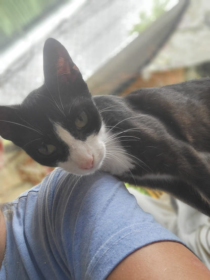 ✨ Virtuele Adoptie – Help een Katje op Afstand 🐾