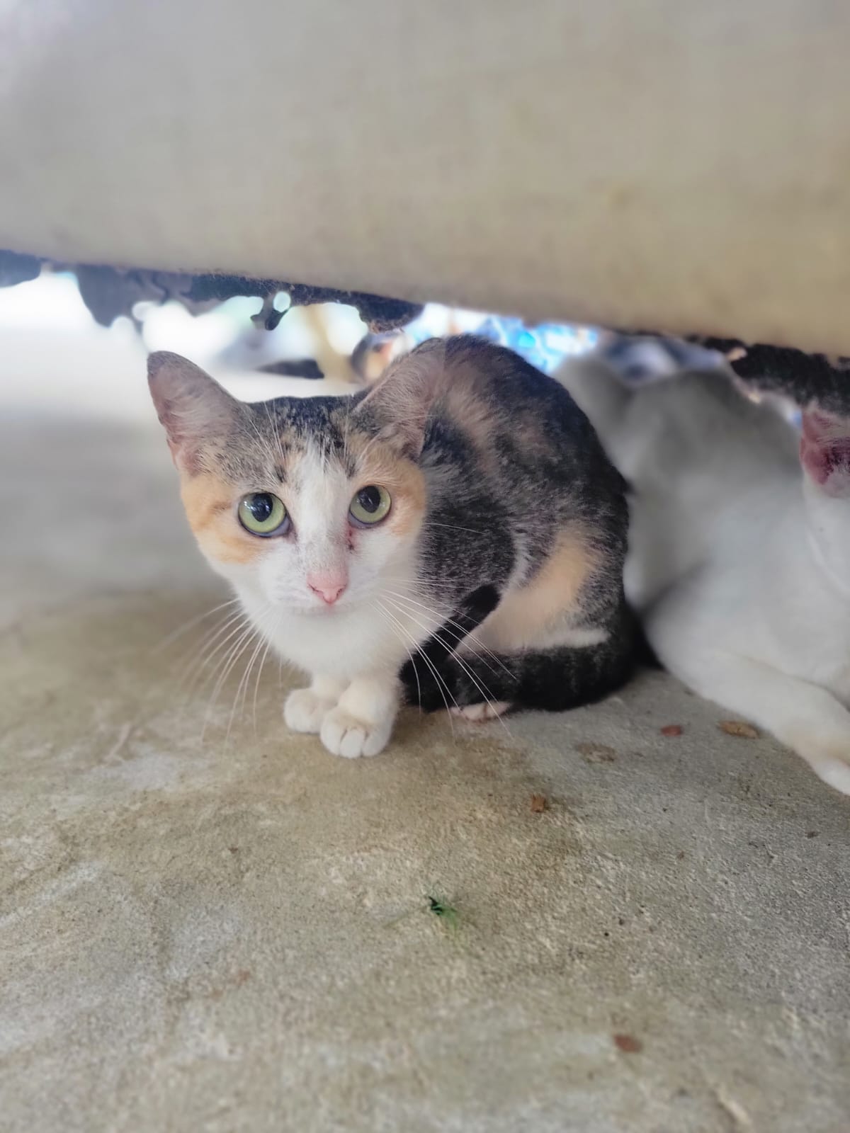 ✨ Virtuele Adoptie – Help een Katje op Afstand 🐾