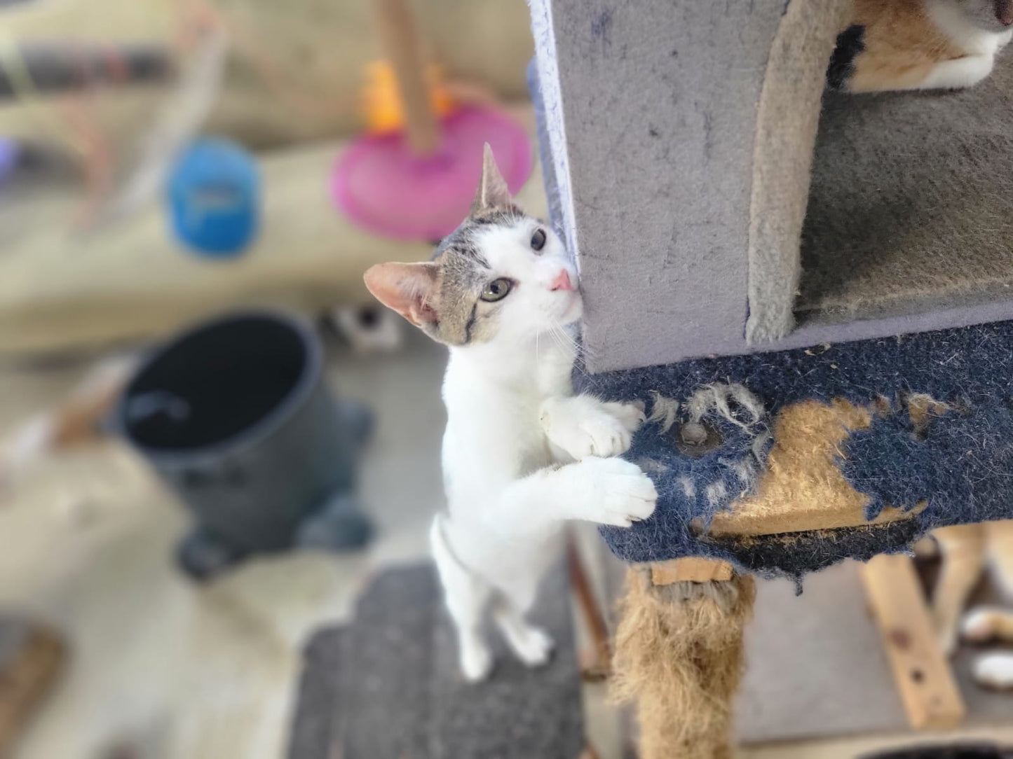 ✨ Virtuele Adoptie – Help een Katje op Afstand 🐾