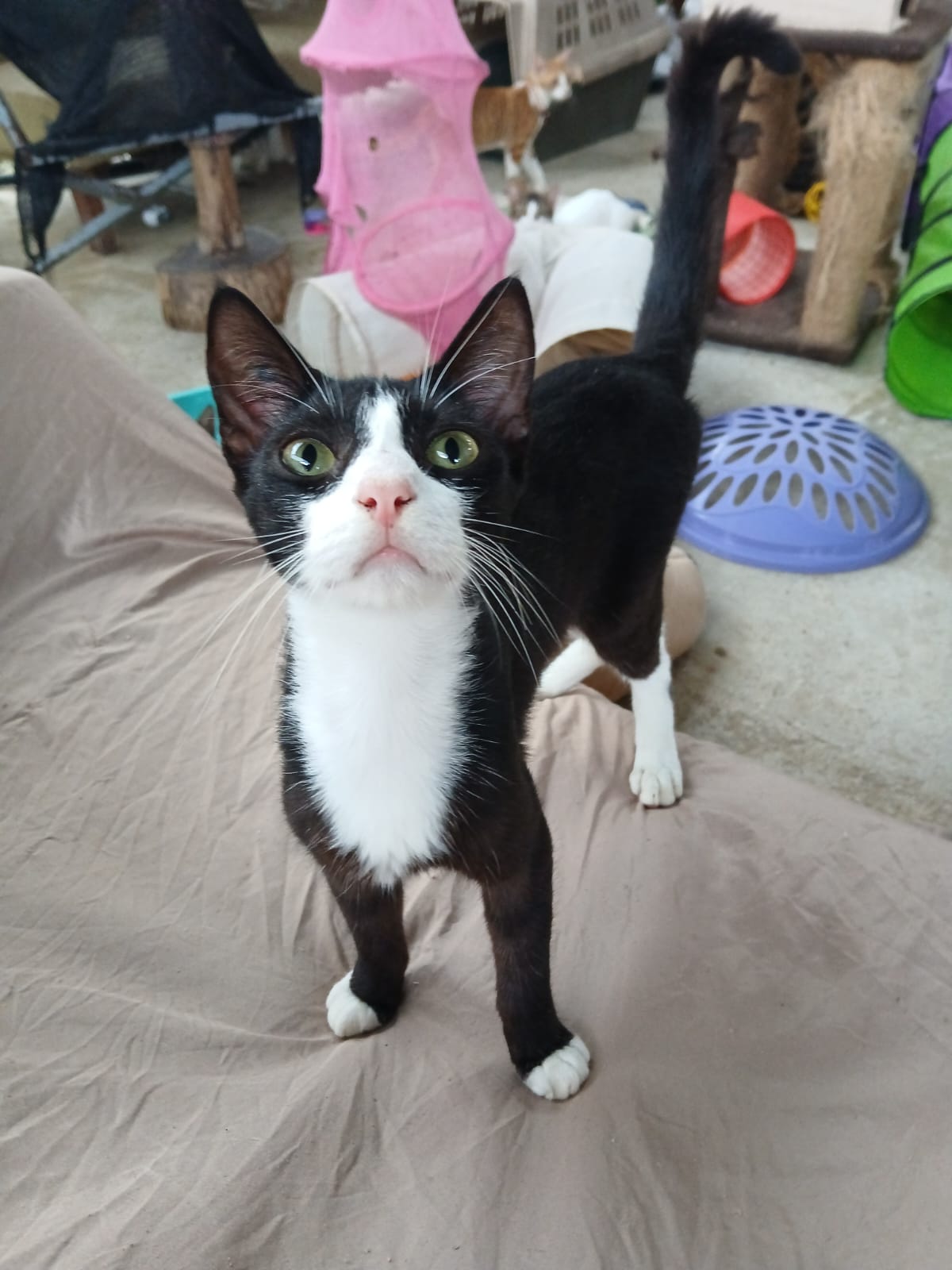 ✨ Virtuele Adoptie – Help een Katje op Afstand 🐾