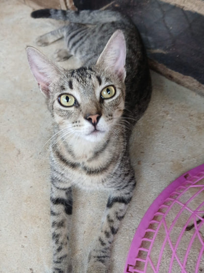 ✨ Virtuele Adoptie – Help een Katje op Afstand 🐾