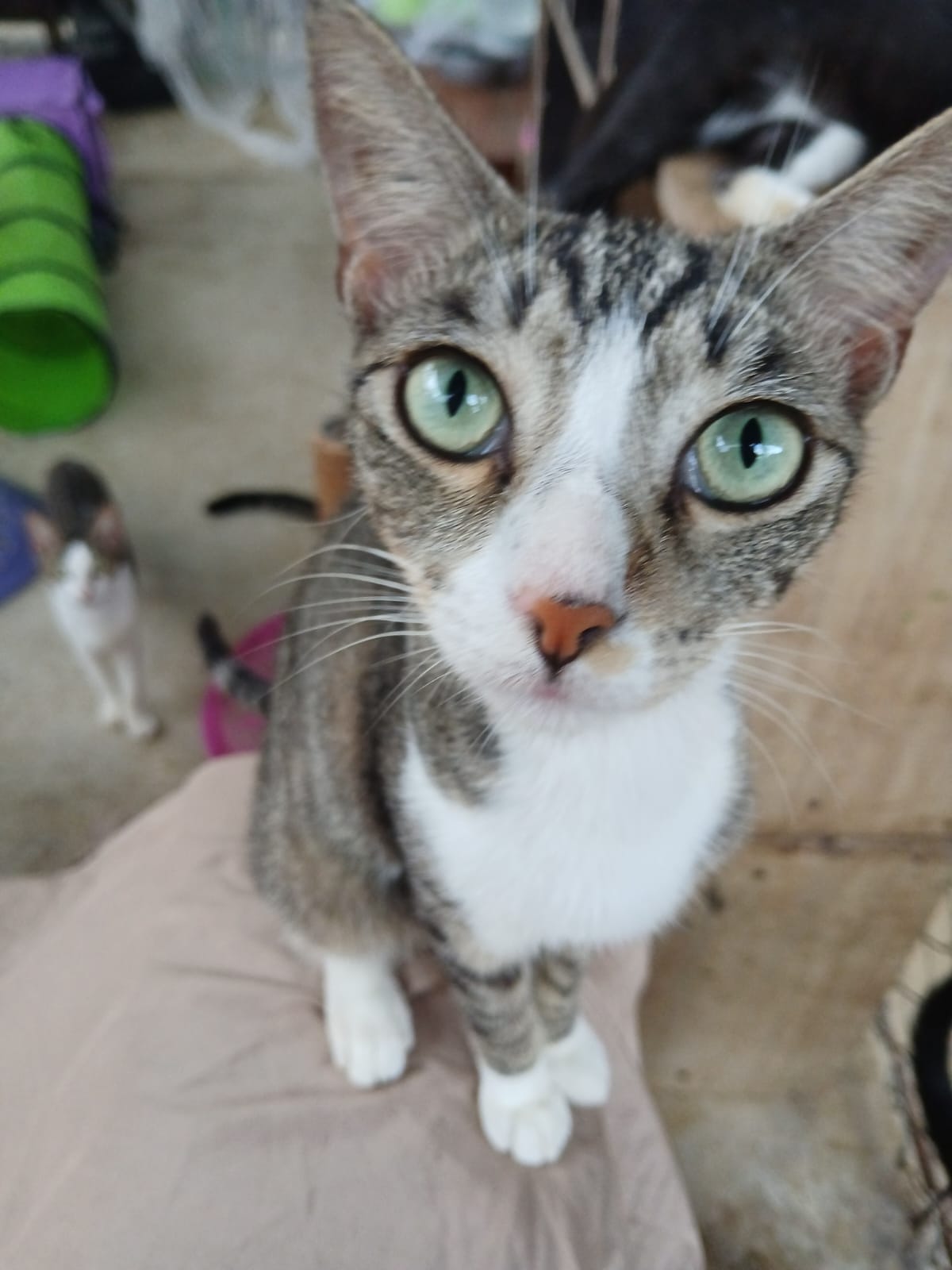 ✨ Virtuele Adoptie – Help een Katje op Afstand 🐾