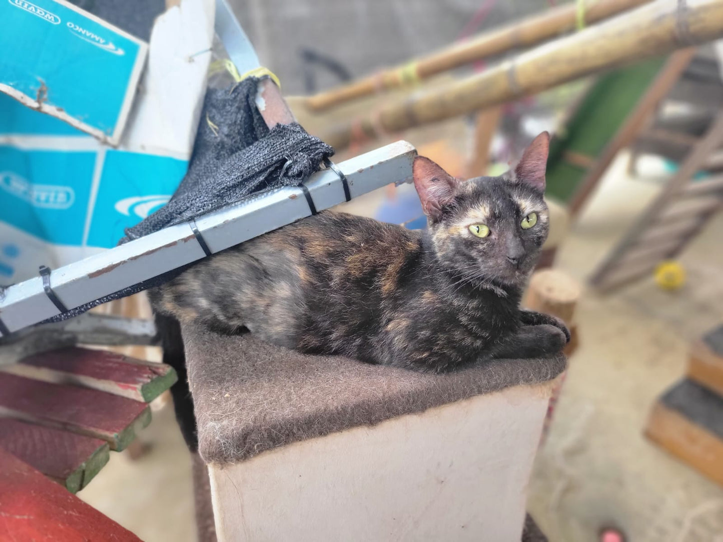 ✨ Virtuele Adoptie – Help een Katje op Afstand 🐾