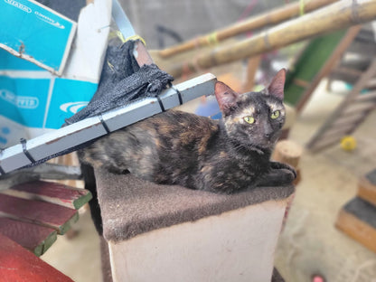 ✨ Virtuele Adoptie – Help een Katje op Afstand 🐾