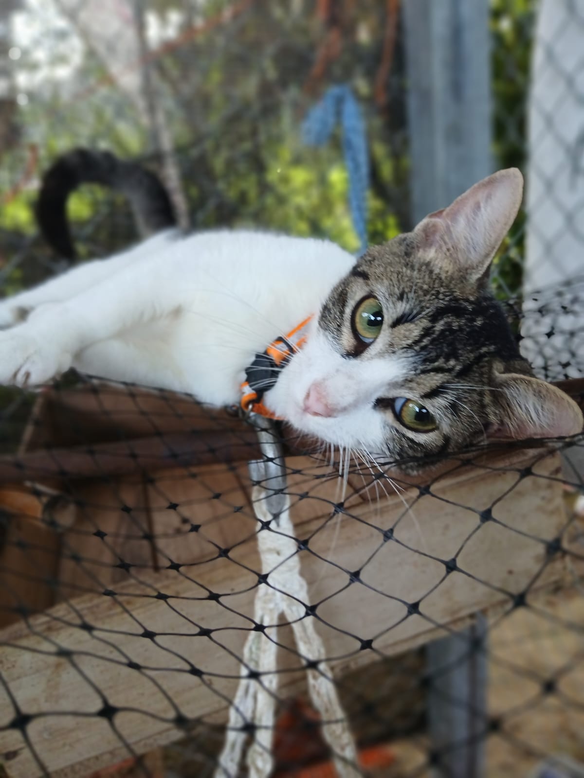 ✨ Virtuele Adoptie – Help een Katje op Afstand 🐾