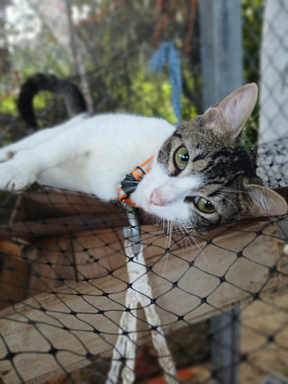 ✨ Virtuele Adoptie – Help een Katje op Afstand 🐾