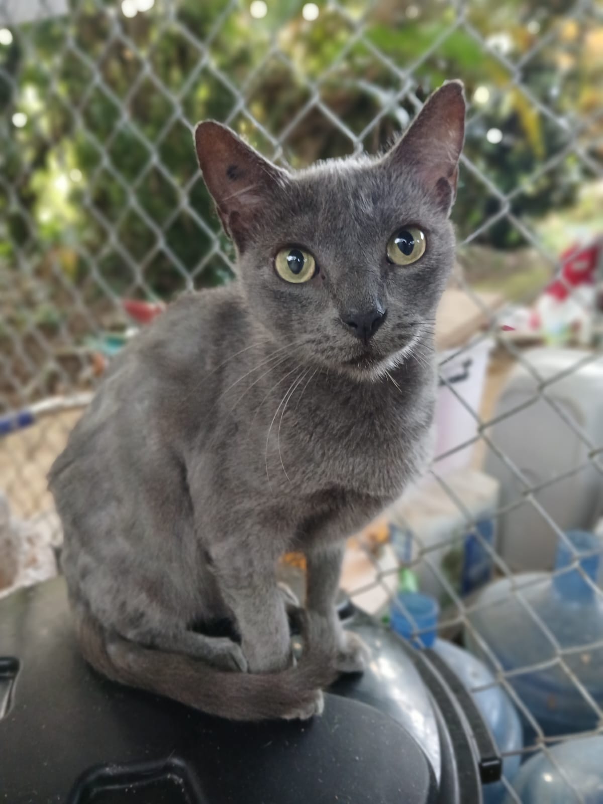 ✨ Virtuele Adoptie – Help een Katje op Afstand 🐾