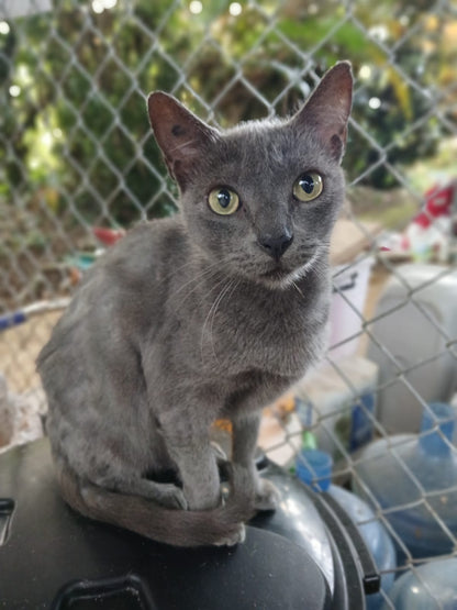 ✨ Virtuele Adoptie – Help een Katje op Afstand 🐾