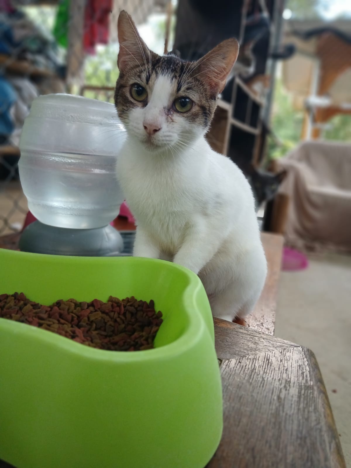 ✨ Virtuele Adoptie – Help een Katje op Afstand 🐾