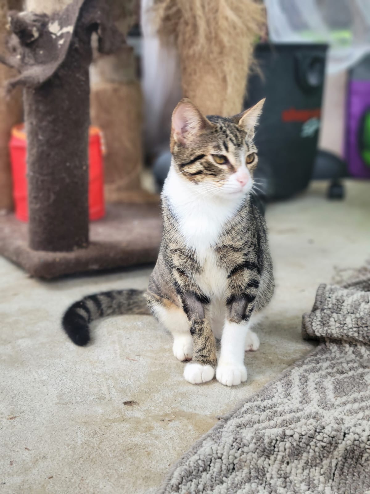 ✨ Virtuele Adoptie – Help een Katje op Afstand 🐾